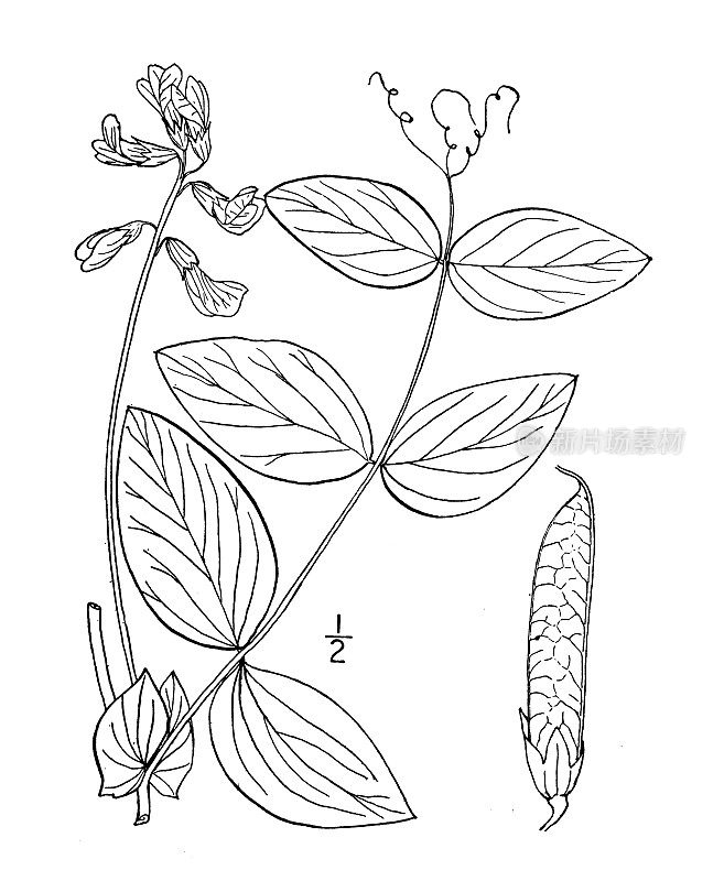 古植物学植物插图:Lathyrus ochroleucus，奶油色Vetchling